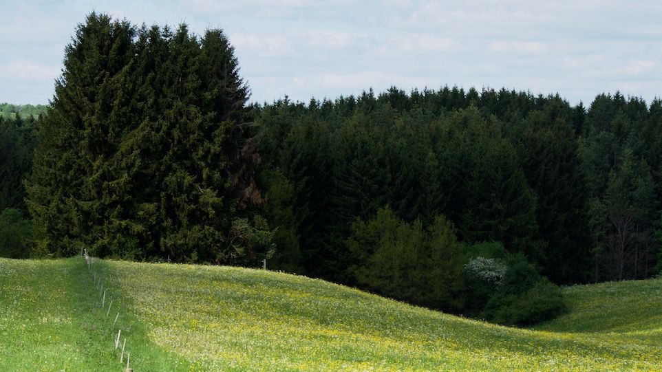 Wald- und Wiesenlandschaft