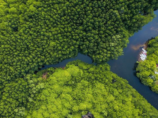 Mangrovenwald durch welchen sich ein Fluss zieht aus der Vogelperspektive