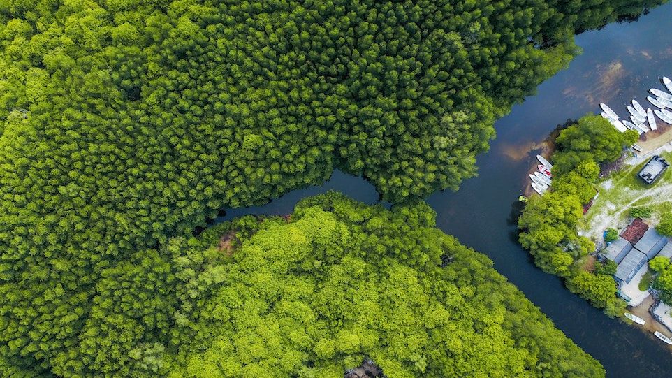 Mangrovenwald durch welchen sich ein Fluss zieht aus der Vogelperspektive