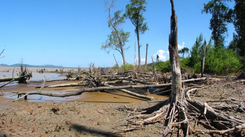 Coastal erosion is a major problem in Cayenne (French Guiana) Dead mangroves and driftwood on a muddy stretch of coastline beneath a blue sky
