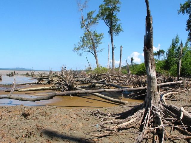Coastal erosion is a major problem in Cayenne (French Guiana) Dead mangroves and driftwood on a muddy stretch of coastline beneath a blue sky