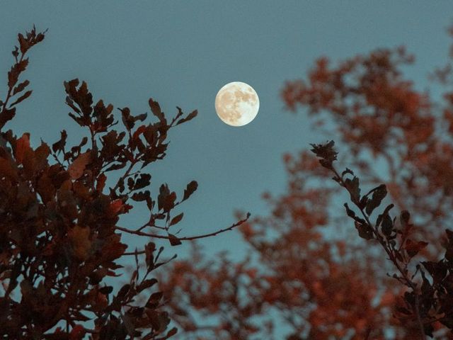 Vollmond zwischen Baumkronen