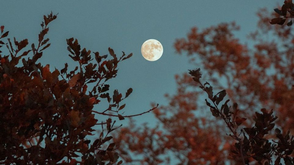Vollmond zwischen Baumkronen