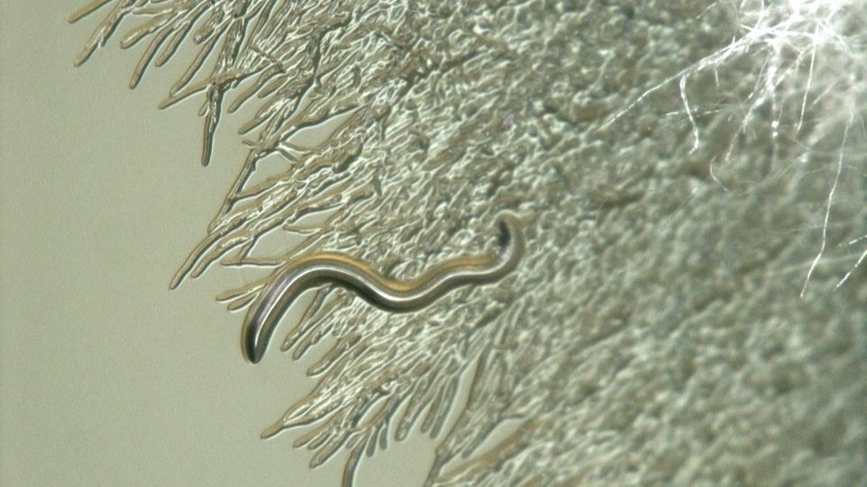  Mikroskopische Ansicht eines Fadenwurms, der in Gegenwart der Toxin-bildenden Bakterien abgetötet wird.