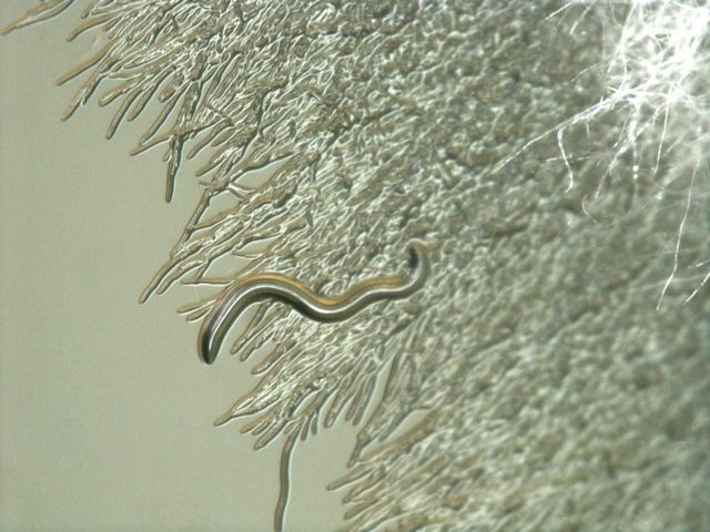 Microscopic view of oxin-producing bacteria inside the hyphae.