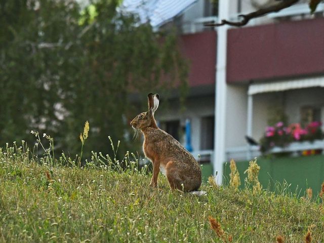 Feldhase auf einer Wiese