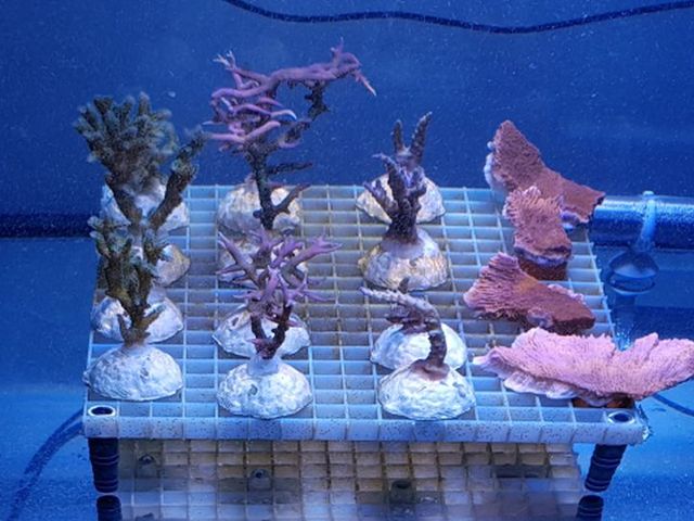 Verschiedene Korallen in einem kahlen Aquarium, auf Gitter platziert