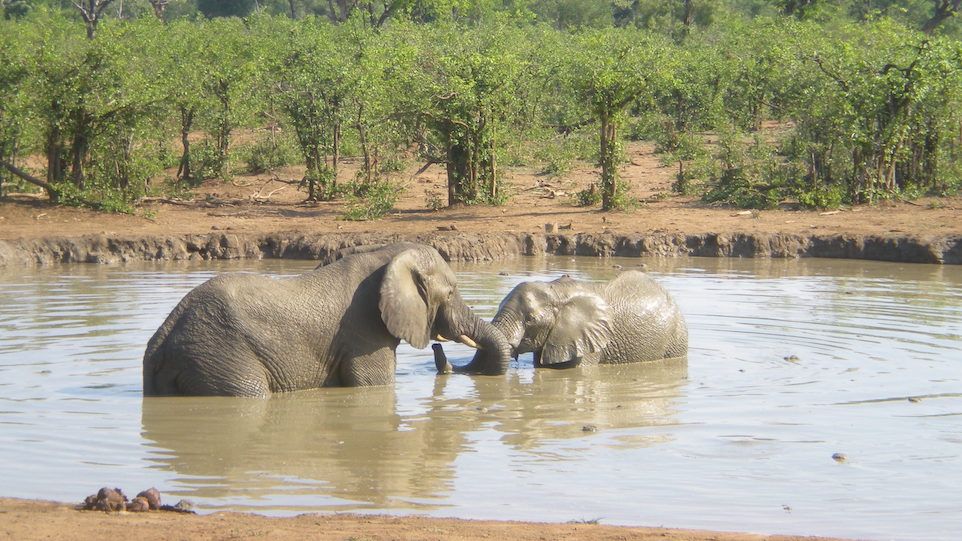 Elefanten in Wasserstelle