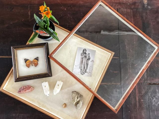 Glaskasten mit Foto, Pflanze, Steinen und Schmetterling