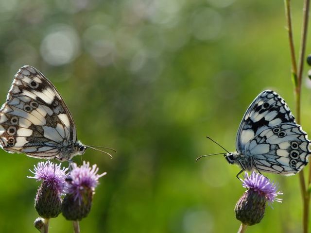 Schmetterlinge auf Blüten