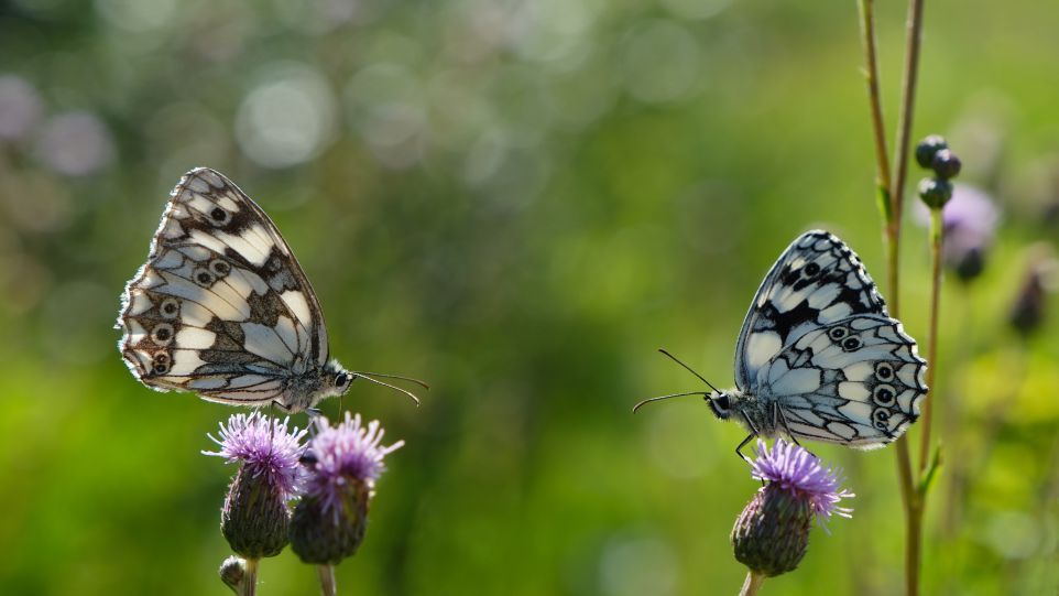 Das Projekt SYNMON untersucht Zusammenhänge von Lebensräumen und Arten Schmetterlinge auf Blüten