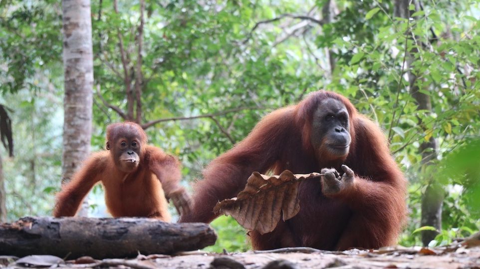 Orang-Utan-Mutter mit Jungtier