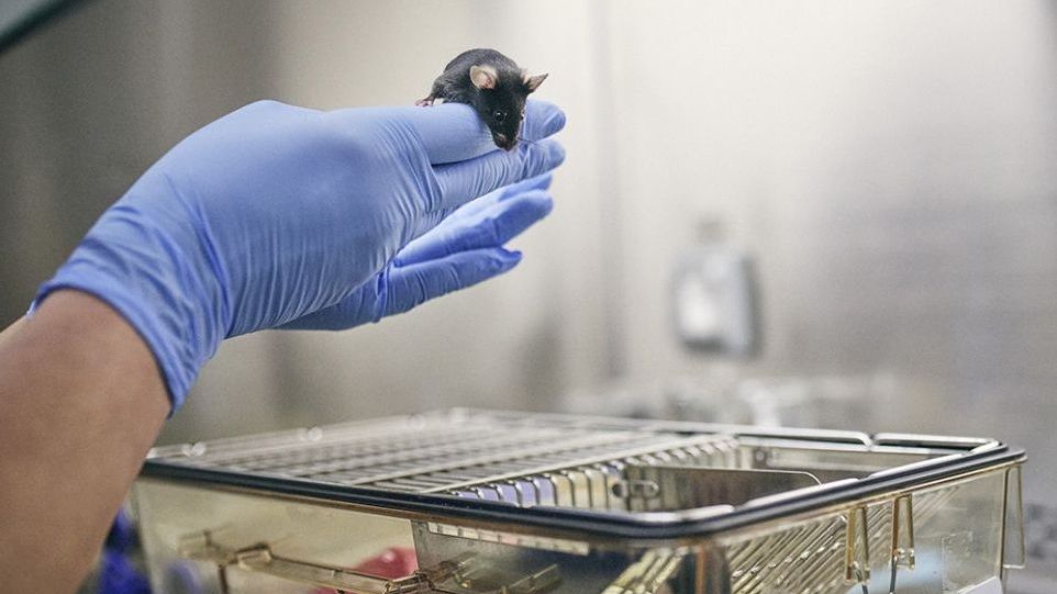 Hände mit Nitrilhandschuhen in einem Labor, auf welchen eine schwarze Maus sitzt
