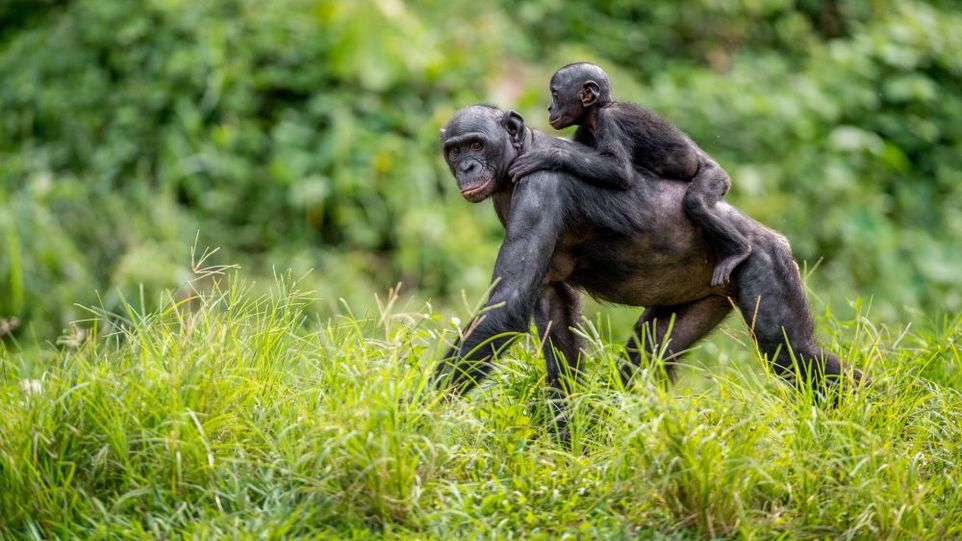 Bonobo-Mutter mit Jungem auf dem Rücken