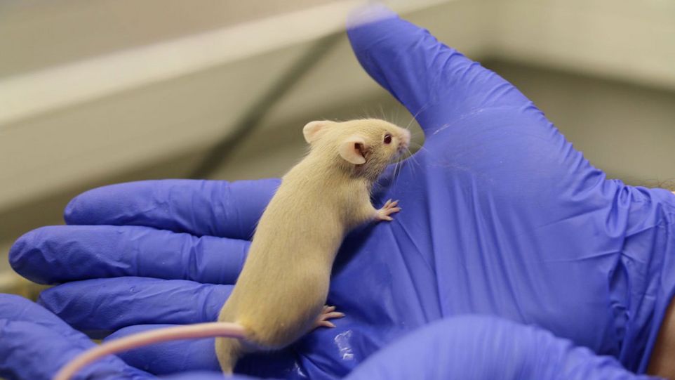 Graue Labormaus, die auf Händen in blauen Handschuhen läuft