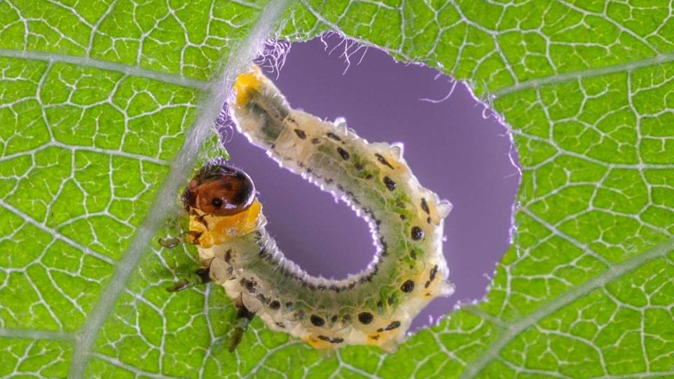 Eine Larve der Kleinen Weidenblattwespe frisst an einem Weidenblatt Larve auf einem Blatt