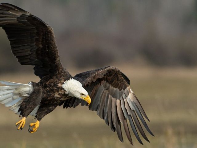 Seeadler im Flug