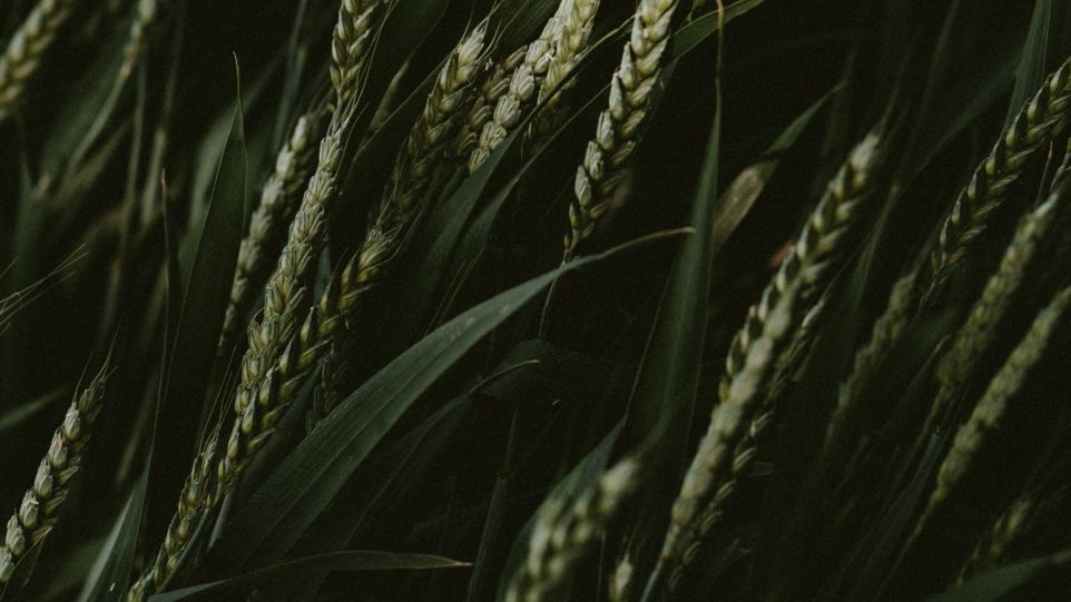 Wheat field in close-up