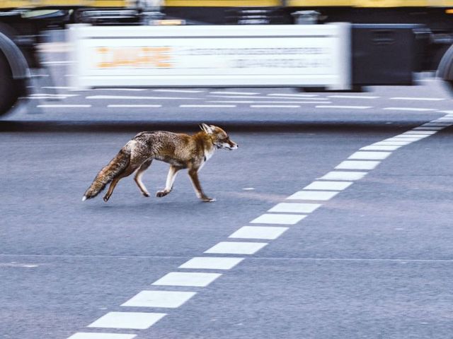 Fuchs auf einer Hauptstraße, im Hintergrund ein Lastwagen
