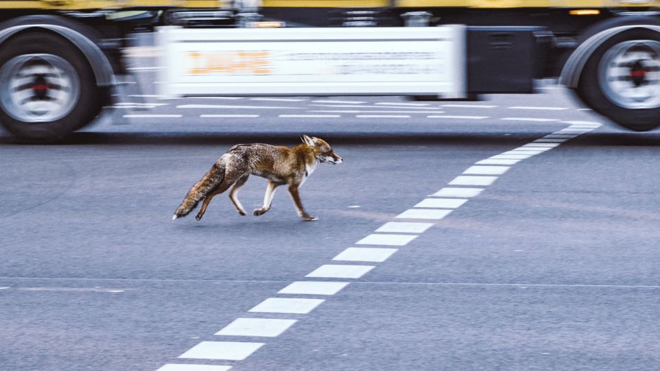 Fuchs auf einer Hauptstraße, im Hintergrund ein Lastwagen