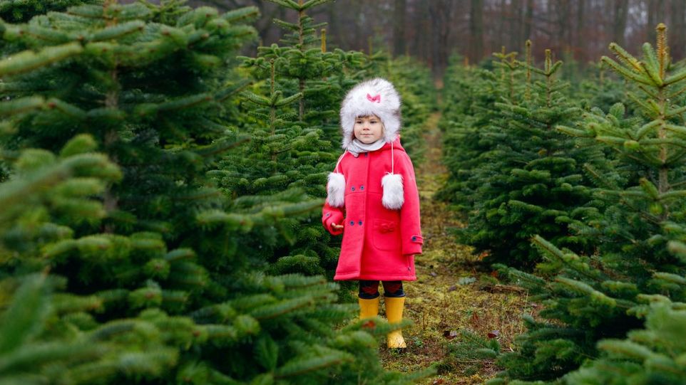 Kleines Mädchen inmitten einer Weihnachtsbaumplantage