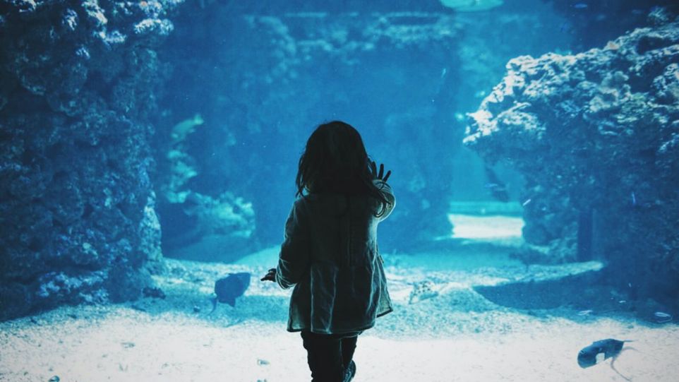 Ein kleines Mädchen steht vor einer Glasscheibe, hinter der sich Fische befinden