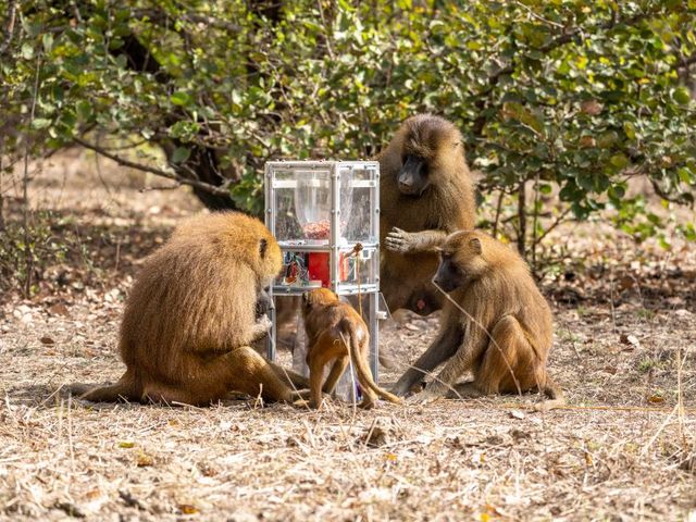 A male guinea baboon has been taught how to operate the feeder. This skill makes him attractive to females in the short term, while the males of the group remain unimpressed, although they also benefit from the extra food. Male guinea baboon operates a feeder, others watching