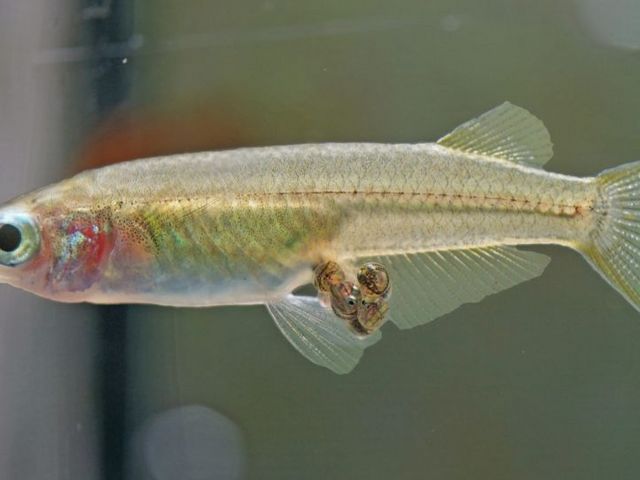 Breeding female ricefish
