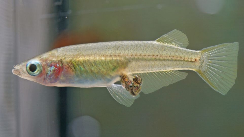 Breeding female ricefish