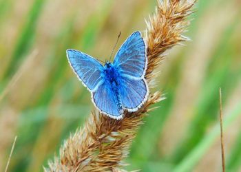 Das Bild zeigt einen Schmetterling aus der Familie der Bläulinge.