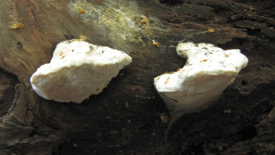 Bitterer Saftporling (Oligoporus stipticus) Weiße Pilze an einem Baumstamm