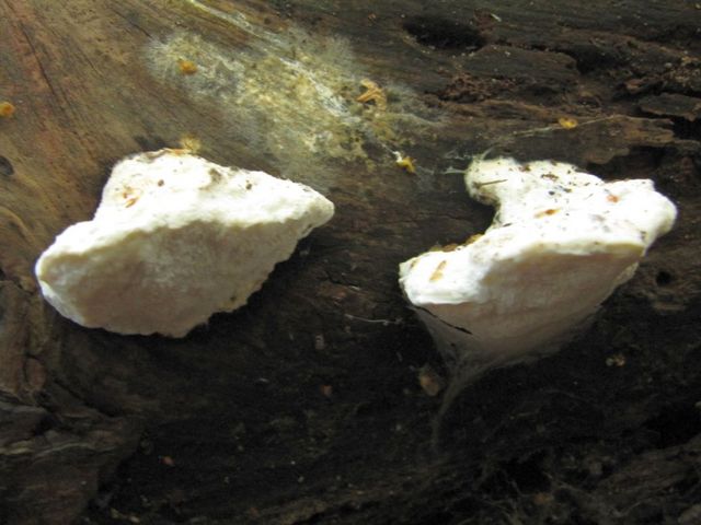 Weiße Pilze an einem Baumstamm