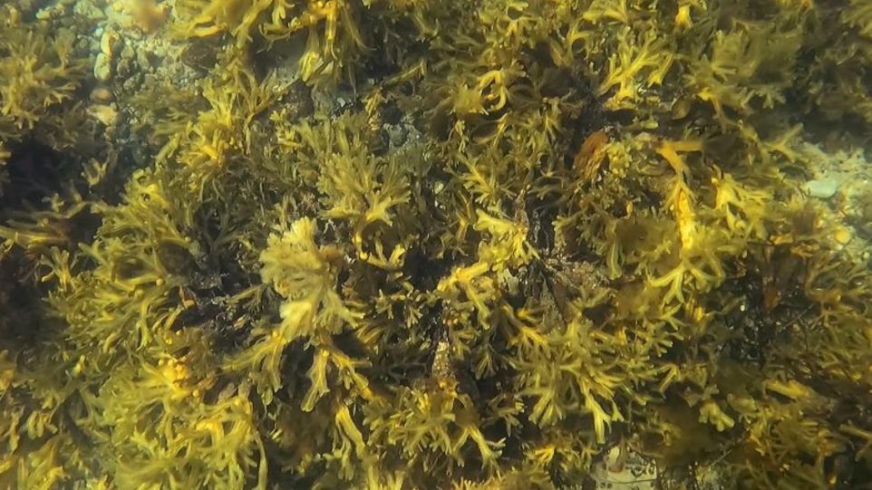 Unterwasseraufnahme von grönländischem Blasentang