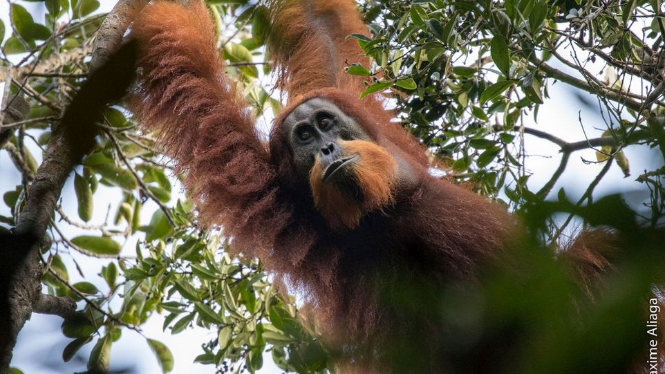 Orang-Utan im Baum 