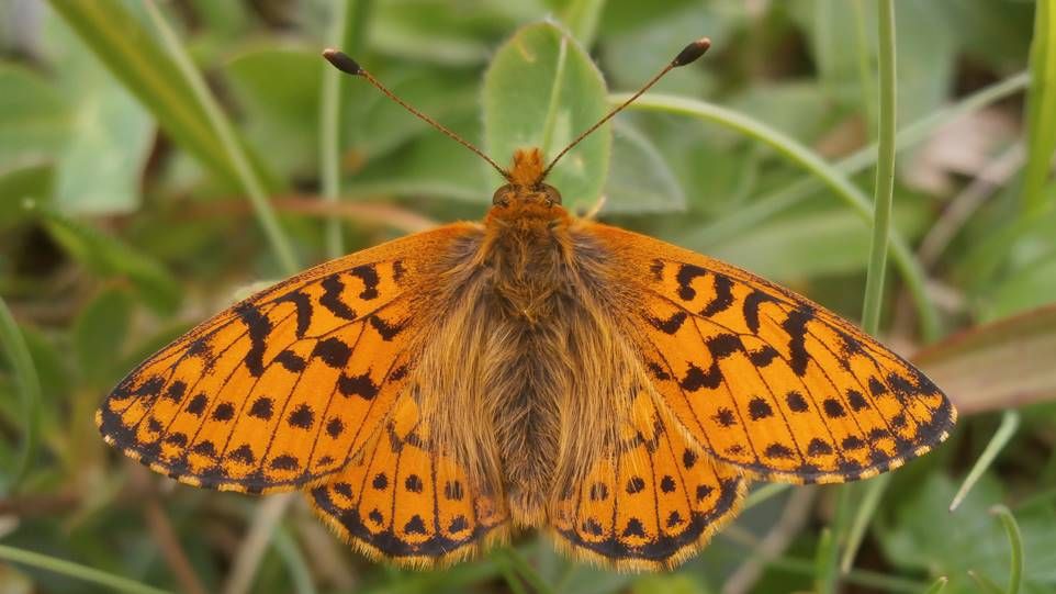 Nahaufnahme eines orangenen Gebirgs-Tagfalters, auf einer grünen Pflanze sitzend