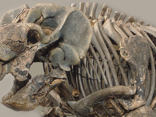 Schrägansicht des frühen Säugetiervorfahrens Stahleckeria potens mit reptilienartiger Schnauze