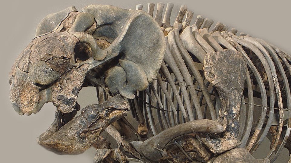 Schrägansicht des frühen Säugetiervorfahrens Stahleckeria potens mit reptilienartiger Schnauze