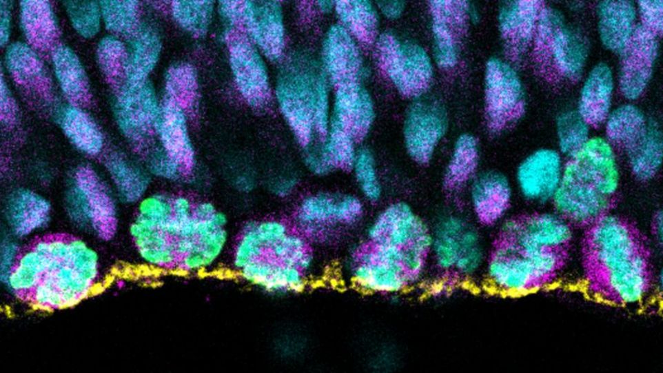 Sich teilende apikale Vorläuferzellen in einem Weißbüschelaffen-Gehirnorganoid. Grün, sich teilende Zellen; magenta, Vorläuferzellen; blau, Zellkerne; gelb, Oberfläche des Ventrikels. Sich teilende apikale Vorläuferzellen in einem Weißbüschelaffen-Gehirnorganoid