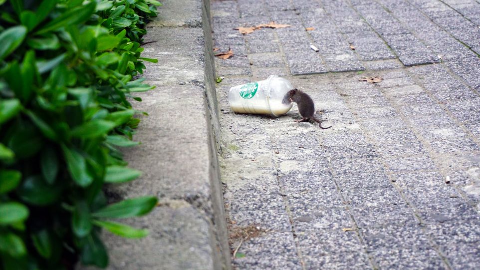 Das Bild zeigt eine Ratte am Plastikbecher.
