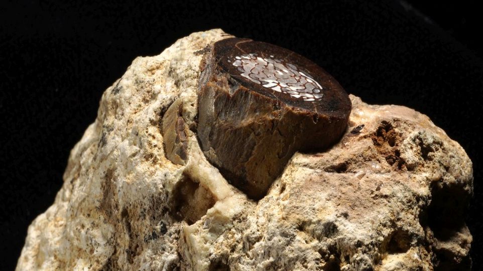 In fossilen Hartgeweben gespeicherte Stoffwechselprodukte erlauben die Rekonstruktion urzeitlicher Umweltbedingungen. Hier ein Knochenfragment einer Antilope aus dem Höhlenfundort Makapansgat in Südafrika.
