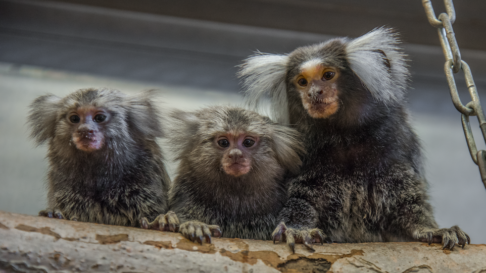 Three common marmosets at the DPZ, sitting on a tree trunk​. 