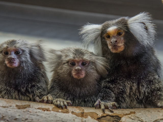 Three common marmosets at the DPZ, sitting on a tree trunk​. 