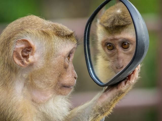 Affe, der sich in einem Spiegel anschaut