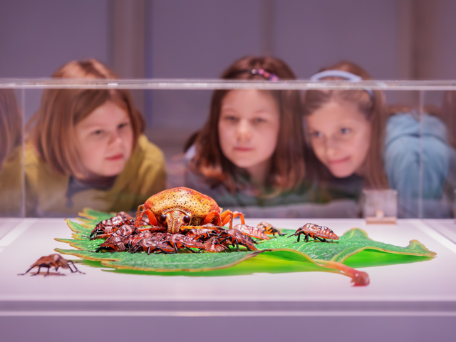 Drei Mädchen betrachten ein Insekten-Imitationen in einem Glaskasten
