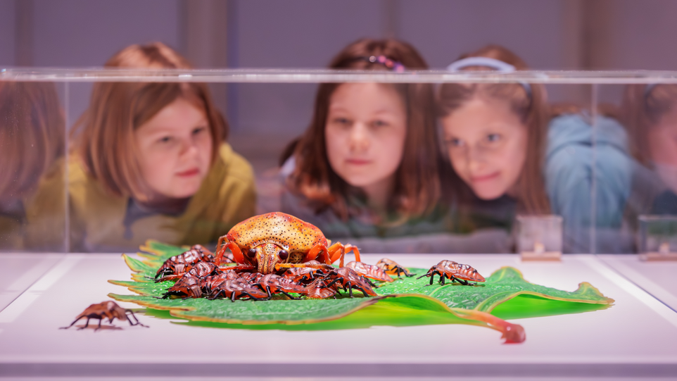 Drei Mädchen betrachten ein Insekten-Imitationen in einem Glaskasten