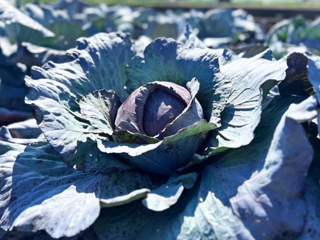 Rotkohl im Sonnenlicht