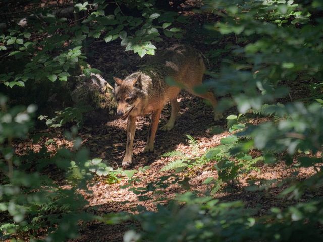 Wolf im Wald