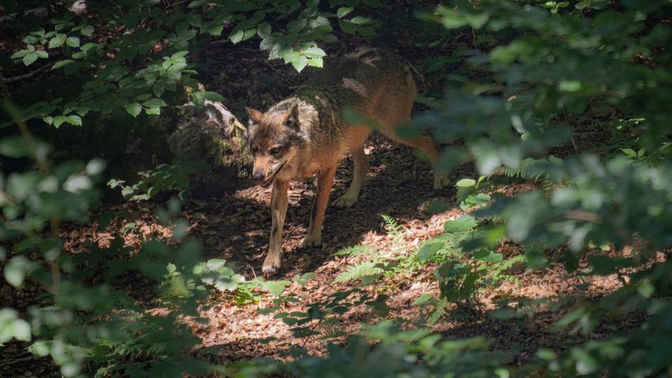 Wolf im Wald