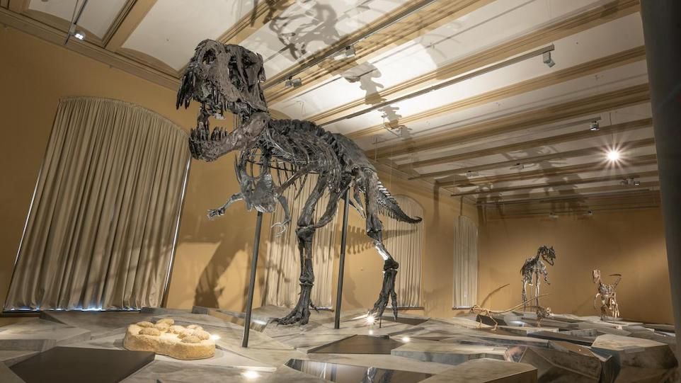 Aufnahme der Ausstellung im Museum für Naturkunde