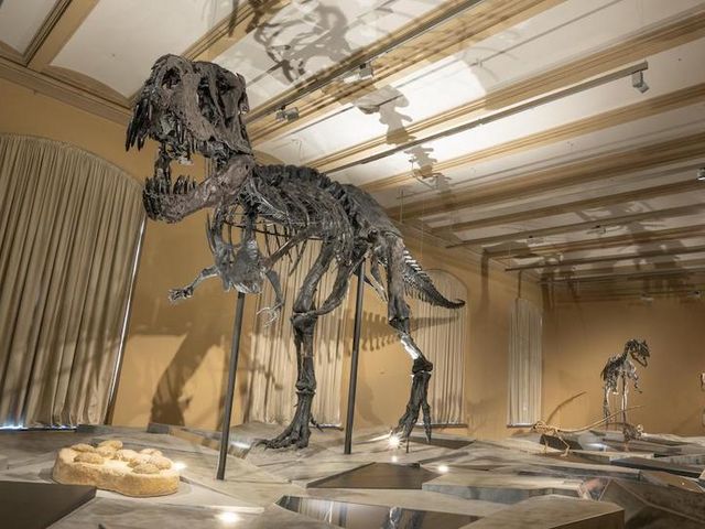Aufnahme der Ausstellung im Museum für Naturkunde